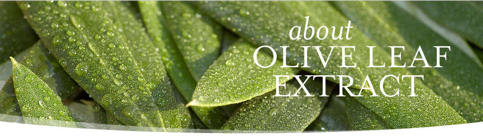 olive leaf extract factory
