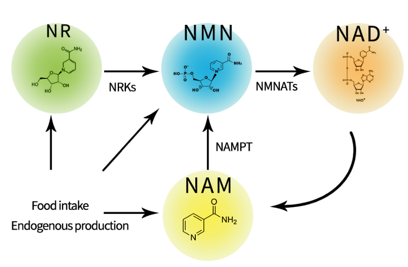 Nicotinamide Mononucleotide (NMN): Applications, Market, and Future in Europe