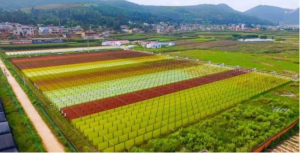 Astaxanthin Planting Base_RDHealthIngredients