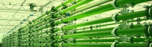 Water Purifying system_Astaxanthin Cultivation clean environment_RDHealthIngredients