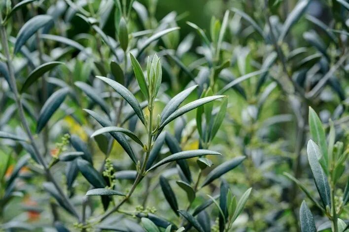 Olive leaf extract oleuropein