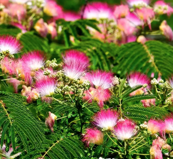 Albizia Julibrissin Bark Extract for mood support 