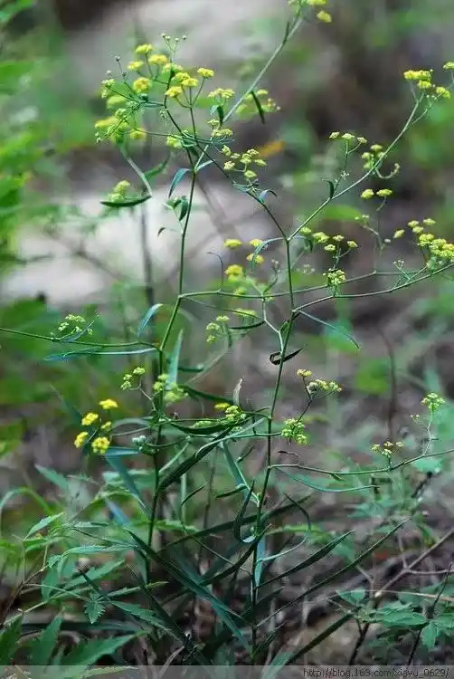 Bupleurum Chinense Root Extract for mood support 