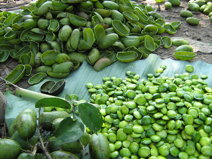 Griffonia simplicifolia Seed Extract for mood support 