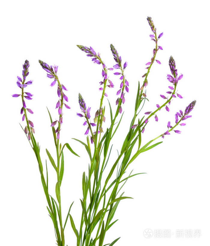 Polygala Tenuifolia Root Extract for mood support 