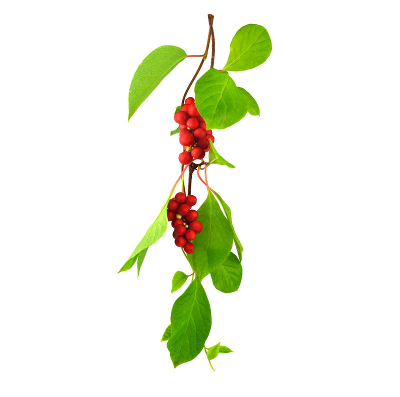 Schisandra Chinensis Medicinal Herb Plant Leaves and Fruit. Isolated on White Background. Also Magnolia-Vine, Chinese Magnolia-Vine, Schisandra, Magnolia Berry or Five-Flavor-Fruit. for mood support 
