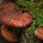 Reishi Mushroom Extract