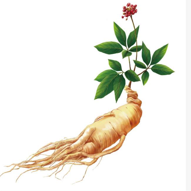 Panax Ginseng Root Extract  for mood support 