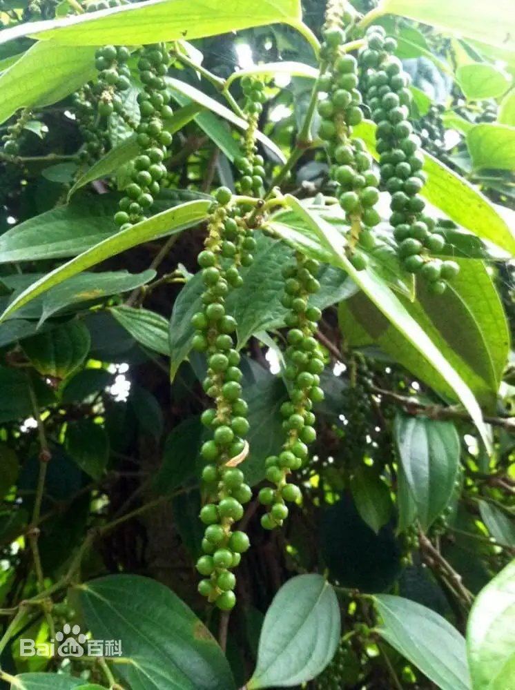 kava kava extract for mood support 