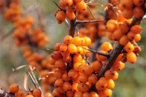 Sea Buckthorn Berry Extract