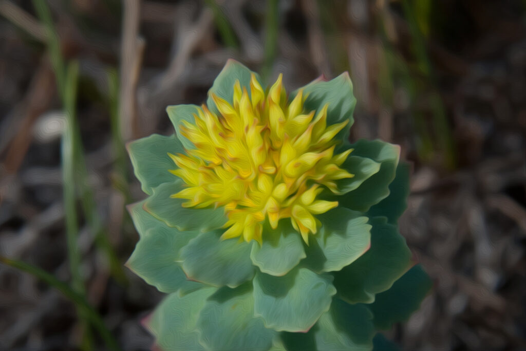 Rhodiola Rosea Extract