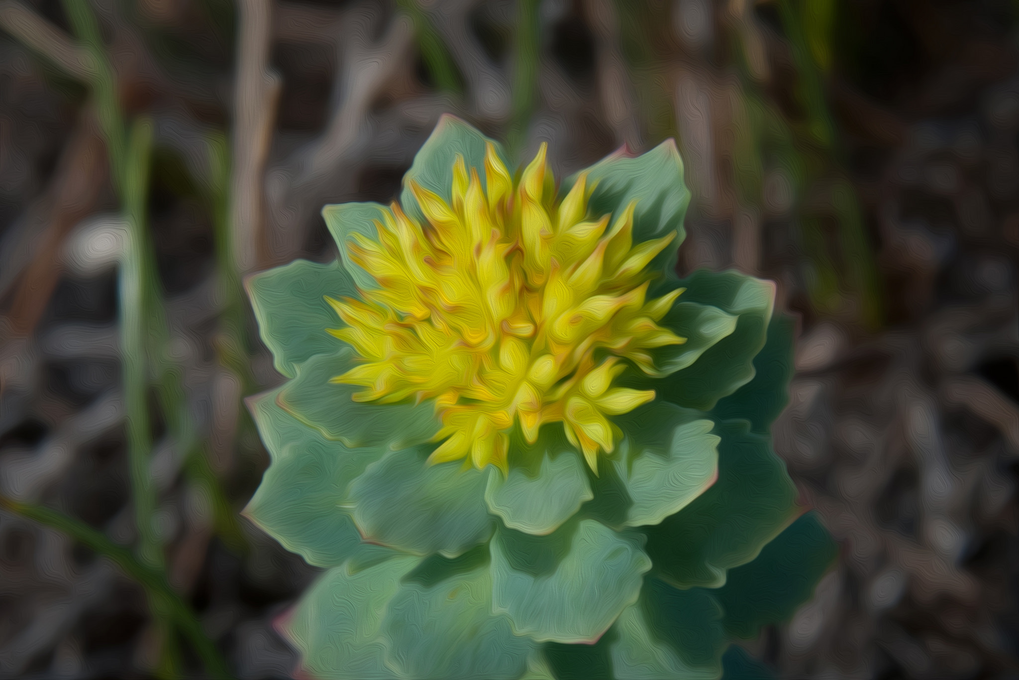 Rhodiola Rosea Extract: A Natural Boost for Athletic Performance
