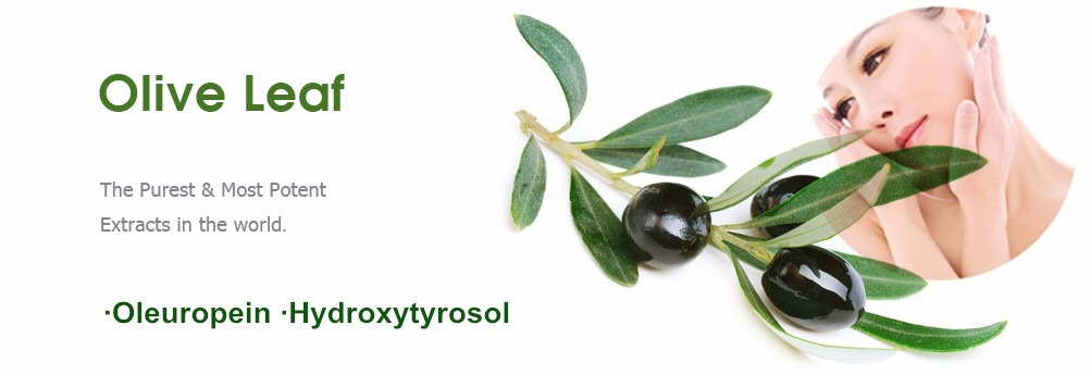 Olive leaf extract EU novel food status_RDHealthIngredients